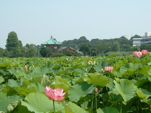 昨年７月蓮