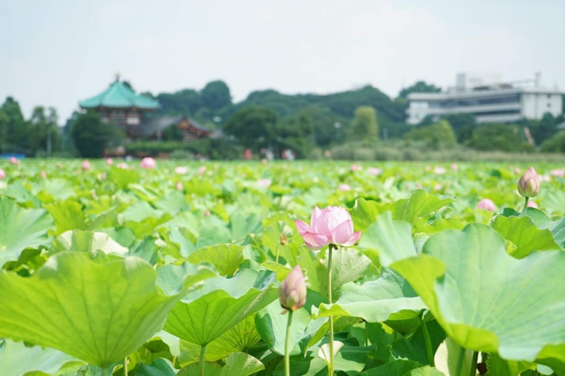 上野観光連盟一ノ瀬撮影